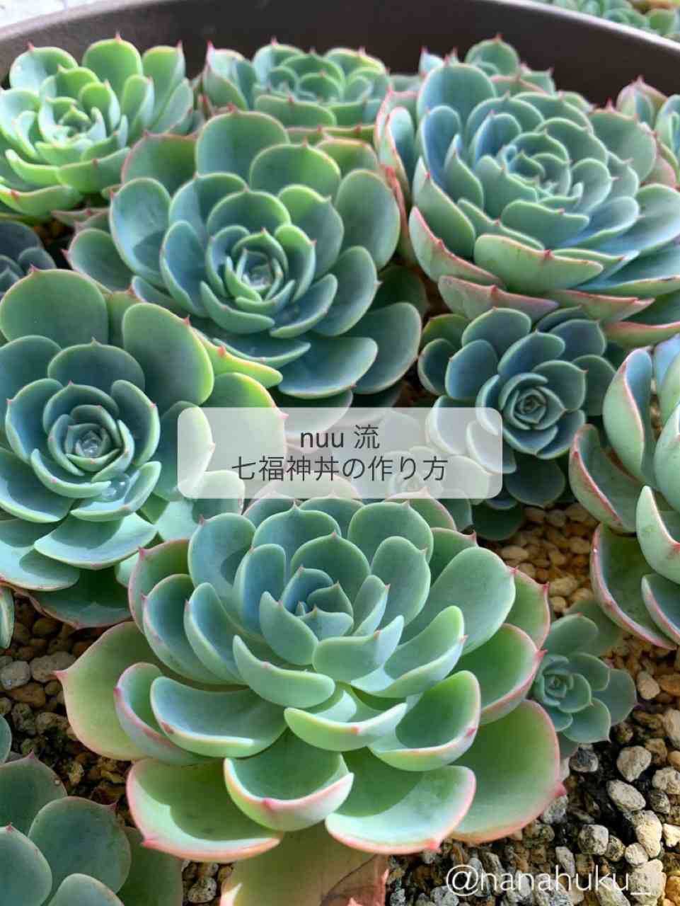 多肉植物 七福神大鉢作り