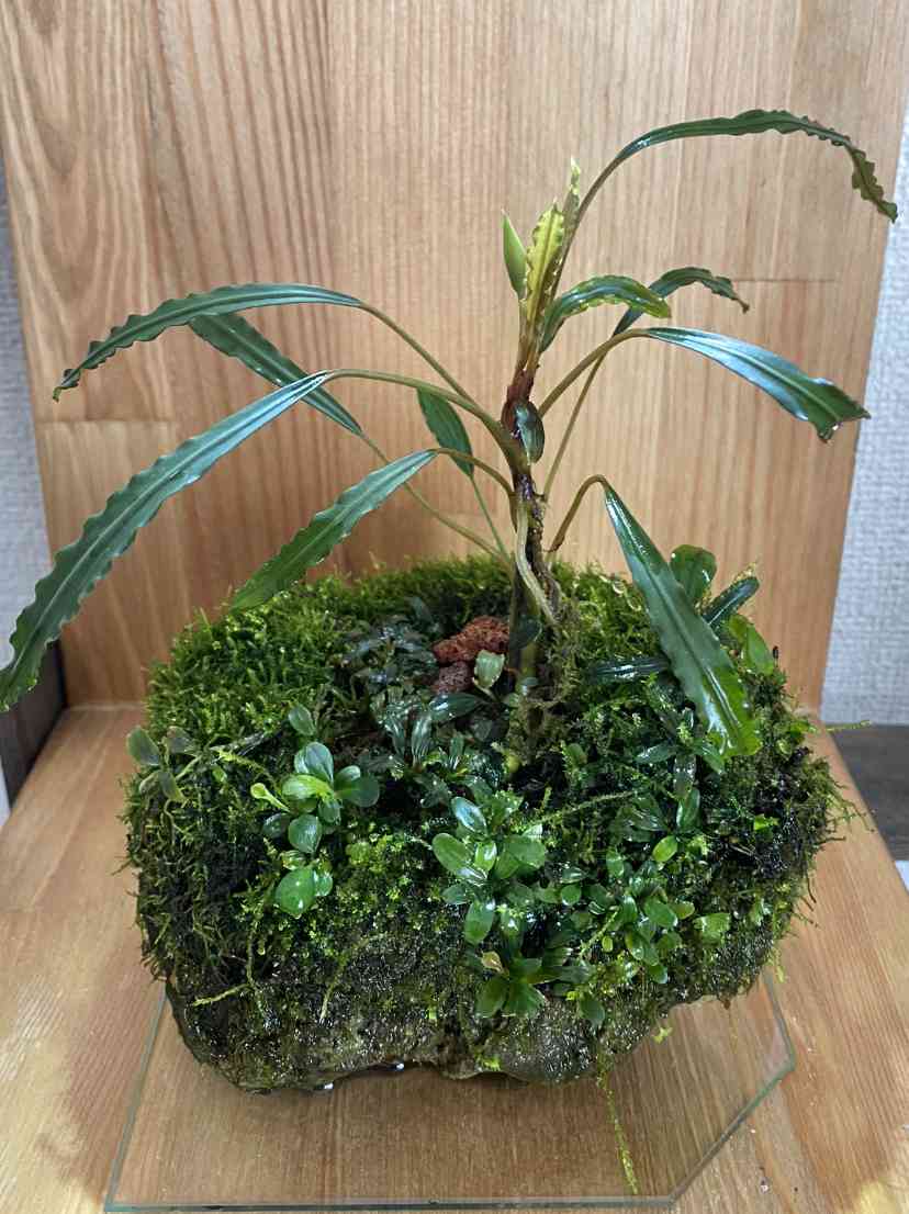 ブセファランドラ sp. ララズ ブセファランドラspララズの一覧｜🍀GreenSnap（グリーンスナップ）