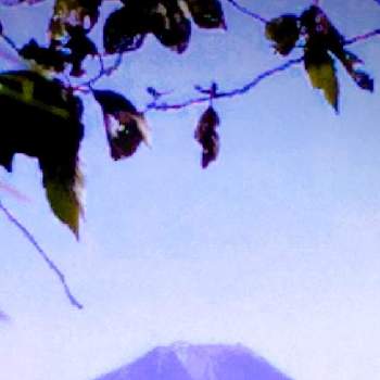 桜の枝葉の投稿画像一覧 Greensnap グリーンスナップ