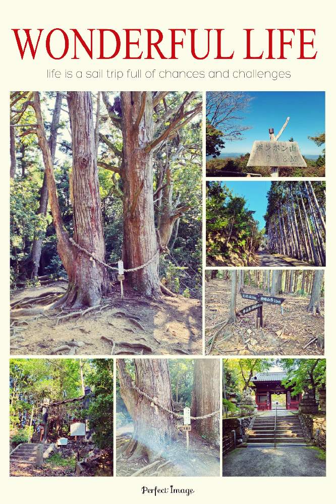 御神木杉の投稿画像 By Manabeさん 高槻市とヒノキ科と自然美と日本原産とハイキング 登山とスギ科とハイキングコース 月11月1日 Greensnap グリーンスナップ