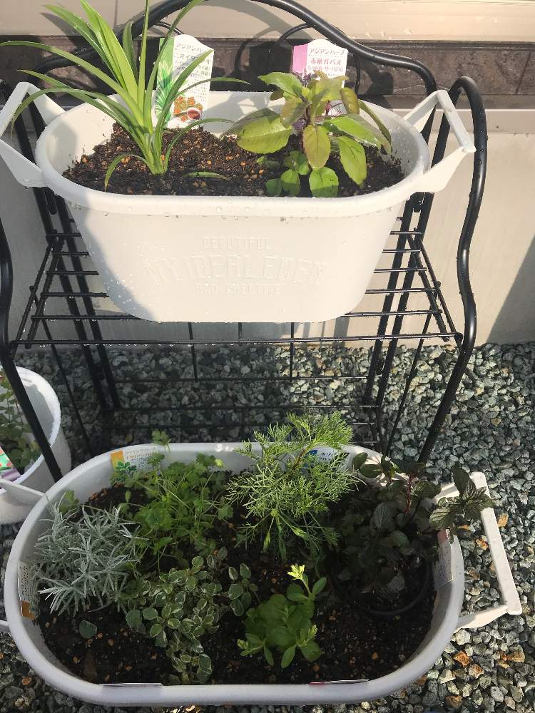 寄せ植えの投稿画像 By みらいさん ハーブ 月11月1日 Greensnap グリーンスナップ