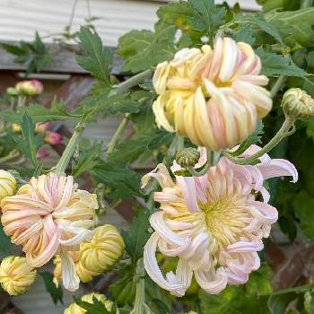 オシャレな色合いの投稿画像一覧 Greensnap グリーンスナップ