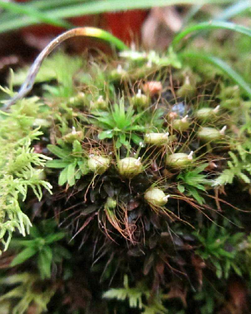 苔むす 切り株 Greensnap グリーンスナップ 苔むす 切り株 Greensnap グリーンスナップ