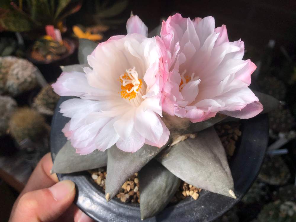 花牡丹の投稿画像 By サボ愛のクーさんさん アリオカルプス 花牡丹とsbs サボ好き と多肉植物とアリオカルプス 属とサボテン とお気に入りとサボテンさんと癒しと仙人掌 とgs日和とおうち園芸と植中毒と君が主役と多肉植物とサボテンと実生苗と珍奇植物と花のある