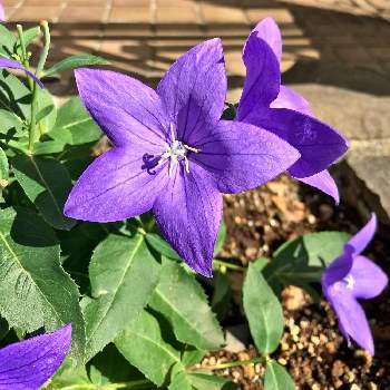 五角形の花びらの投稿画像一覧 Greensnap グリーンスナップ