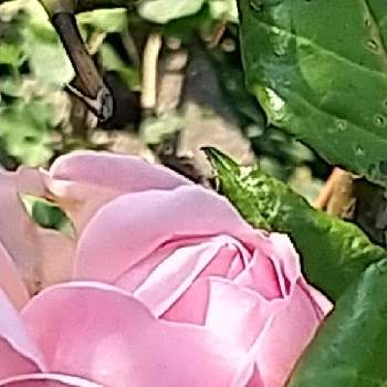 こっそり咲いてた( ´艸｀)の画像 by kunekuneさん | 小さな庭とバラとピンクの花とピンク❤︎ピンクとこっそり咲いてた( ´艸｀)とおうち園芸