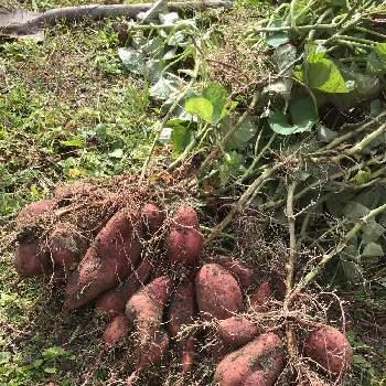 さつまいも掘りの投稿画像一覧 Greensnap グリーンスナップ