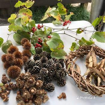 栗の葉の投稿画像一覧 Greensnap グリーンスナップ