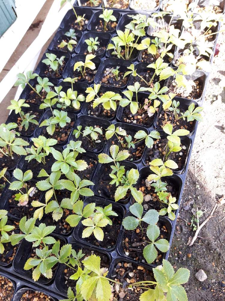 クリスマスローズの投稿画像 By 栗チャンさん １年苗とhelleborusとクリスマスローズ愛同盟と晩秋の庭仕事とおうち園芸と種蒔きクリローと クリスマスローズ 月11月1日 Greensnap グリーンスナップ