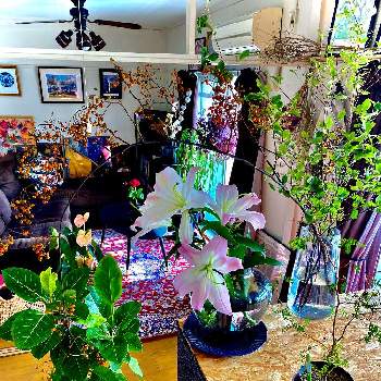 ドウダンツヅジの画像 by ozeki fumiyasuさん | キッチンとソフォラとフィカス・アルテシマと野ばらとドウダンツヅジと観葉植物と出会いに感謝♡と花瓶と花のある暮らしとIKEA