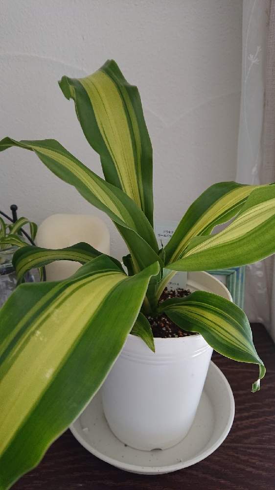 ドラセナゴールドコーストの投稿画像 By ミントさん 観葉植物とグリーンのある暮らしとグリーンが好き とホームセンターで見つけたとおうち園芸と観葉植物のある暮らし 月11月1日 Greensnap グリーンスナップ