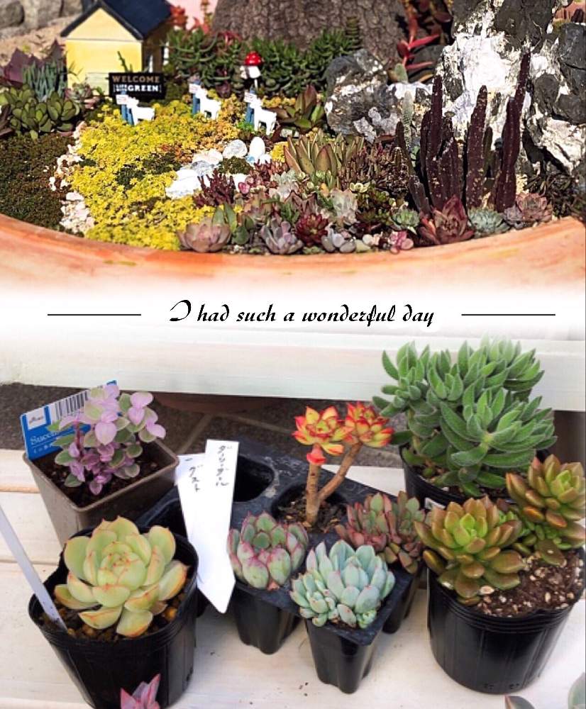 多肉植物 イベント 関西