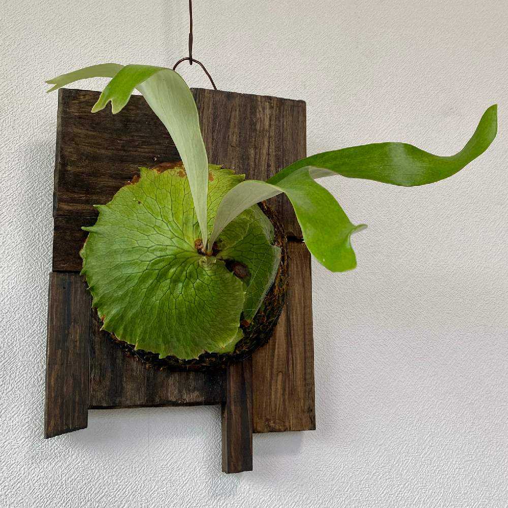 P. Horne's Surprise 成長記録 2025.2.12｜🍀GreenSnap（グリーン