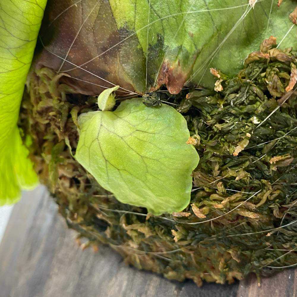 P. Horne's Surprise 成長記録 2025.2.12｜🍀GreenSnap（グリーン