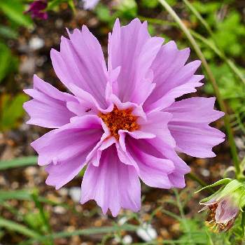 コスモス ダブルクリックの投稿画像一覧 Greensnap グリーンスナップ