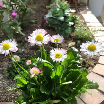 イングリッシュデージー ロリポップの画像 by ゆっちさん | 小さな庭とイングリッシュデージー ロリポップとおうち園芸とロリポップ
