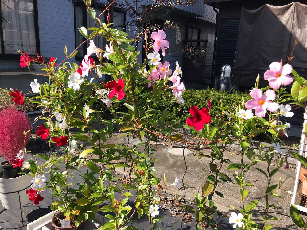 サンパラソルたちの成長レポート 21年2年目更新中 Greensnap グリーンスナップ