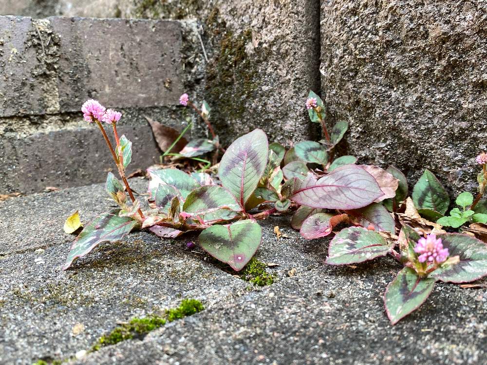 ヒメツルソバの投稿画像 By Hotimanさん おうち園芸と隙間植物と花のある暮らしとグランドカバーと秋の花 月11月1日 Greensnap グリーンスナップ