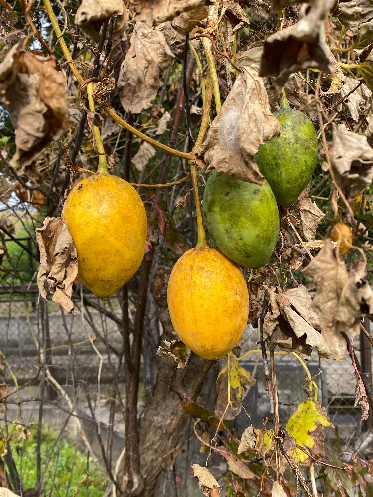 キカラスウリ の投稿画像 By Hotimanさん お出かけ先と草の実と草の実 月11月1日 Greensnap グリーンスナップ Greensnap グリーンスナップ