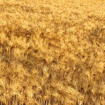 麦畑。の画像 by k4zさん | 麦畑。