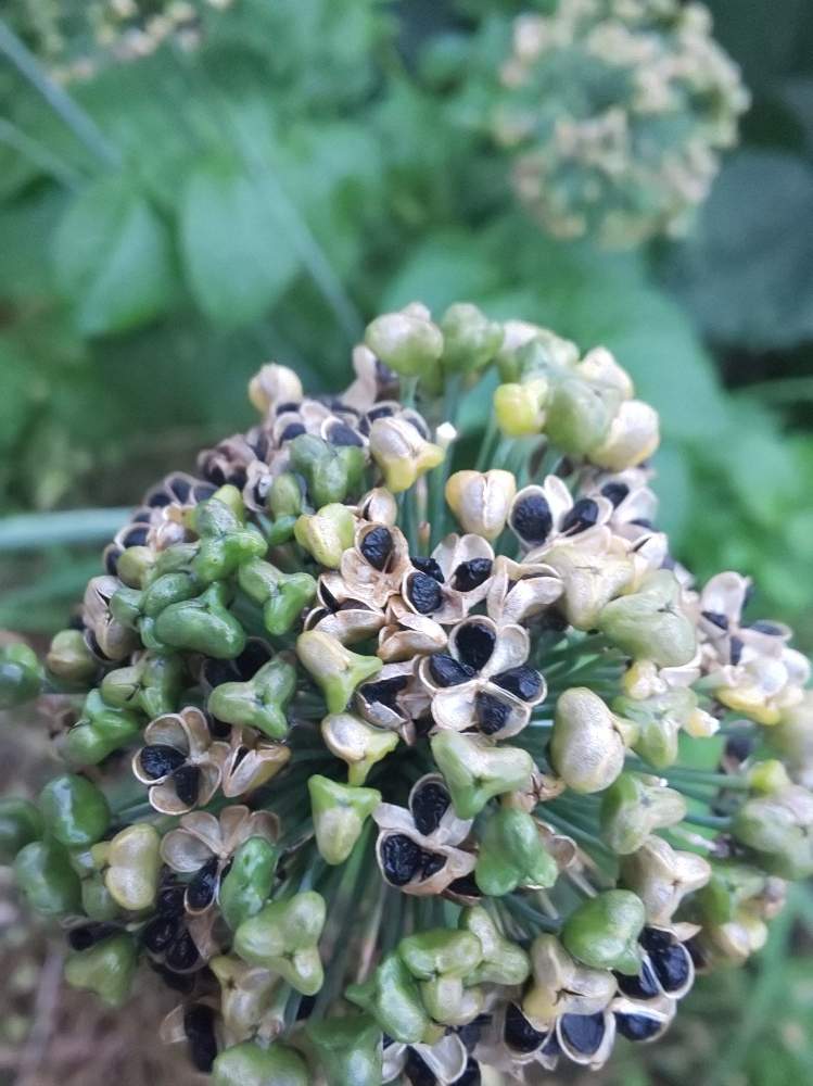 ニラの種の投稿画像 By パープルさん ニラの花 とおうち園芸とおうちde菜園とニラの種 月11月1日 Greensnap グリーンスナップ