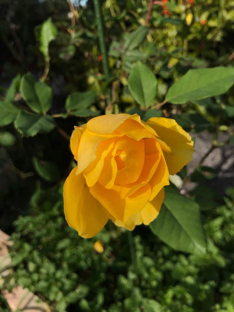 バラ ヘンリーフォンダ の投稿画像 By マサマサさん 月11月1日 Greensnap グリーンスナップ