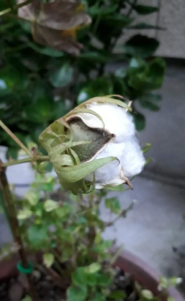 棉 わた の投稿画像 By むこむこさん 花のある暮らしとおうち園芸 月11月1日 Greensnap グリーンスナップ