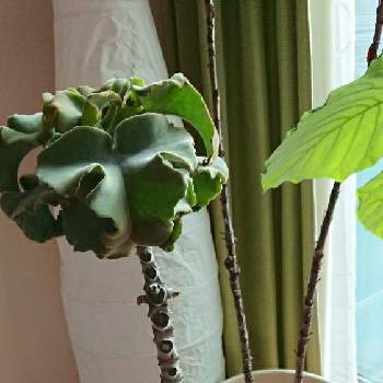 仙女の舞の育て方 日当たりや水やり加減は 手入れのコツは Greensnap グリーンスナップ