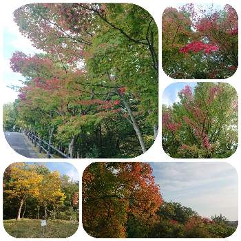 モリコロパークの画像 by かのたくさん | お出かけ先と公園と紅葉（こうよう）とおでかけ先とモリコロパーク