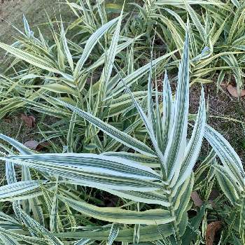 斑入りクサヨシの投稿画像一覧 Greensnap グリーンスナップ