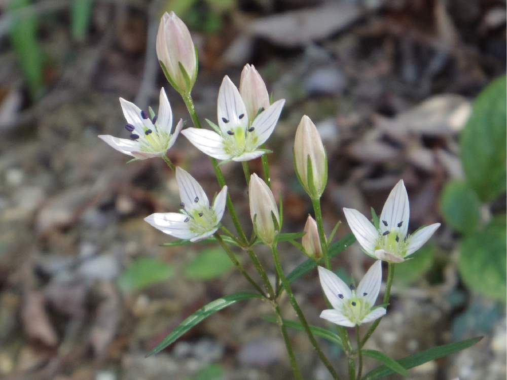 センブリ 千振 の投稿画像 By V ちえ Vさん 山野草 月11月1日 Greensnap グリーンスナップ