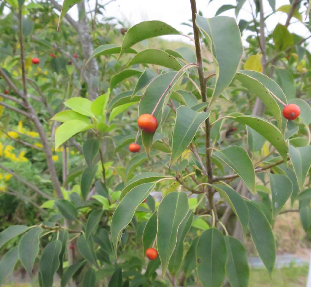 ソヨゴの投稿画像 By Tsubameさん 木の実と赤い実と実のなる木と実なる木と木の実と赤い実と実のなる木と実なる木 月11月1日 Greensnap グリーンスナップ Greensnap グリーンスナップ