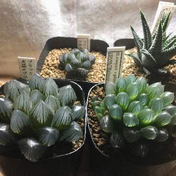 ブラック水晶オブツーサの投稿画像一覧 Greensnap グリーンスナップ