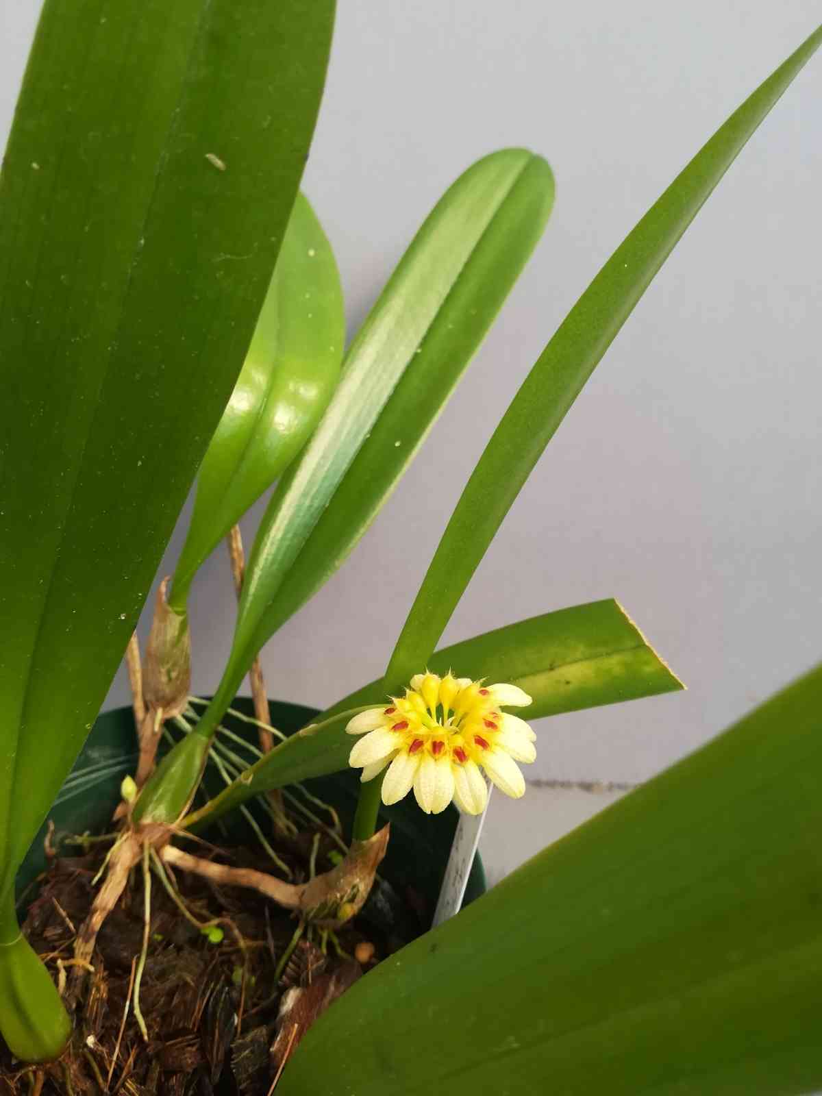 部屋の投稿画像 by 阿南田零さん｜ガーデニングと洋蘭とラン科と洋ラン