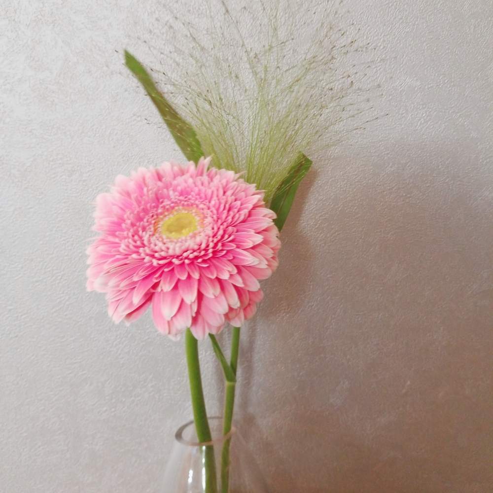 ガーベラの投稿画像 By みるみるさん 花のある暮らしと小さい花瓶 月11月1日 Greensnap グリーンスナップ