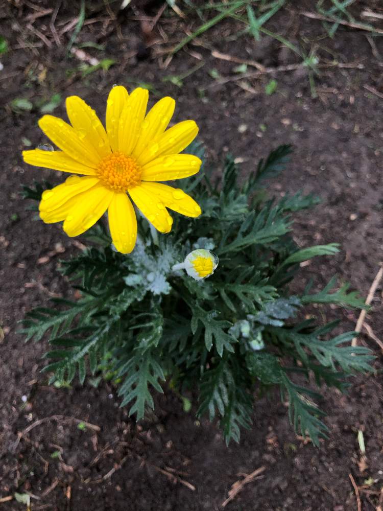 ユリオプスデージーの投稿画像 By ばくちゃんさん 月11月1日 Greensnap グリーンスナップ