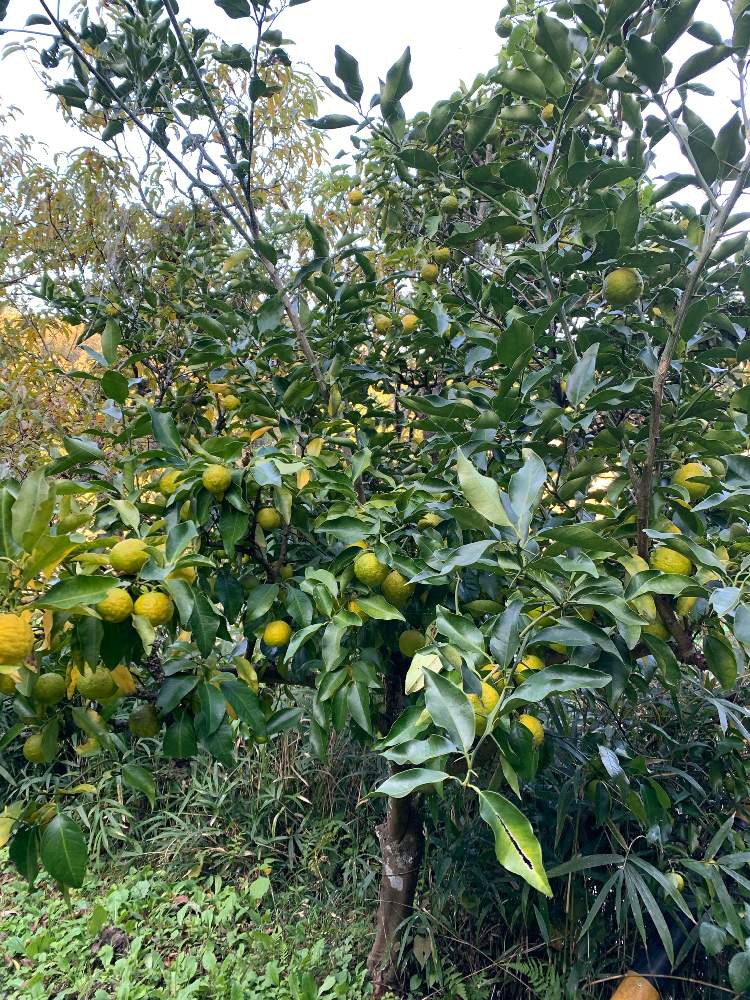 備忘録 柚 Greensnap グリーンスナップ