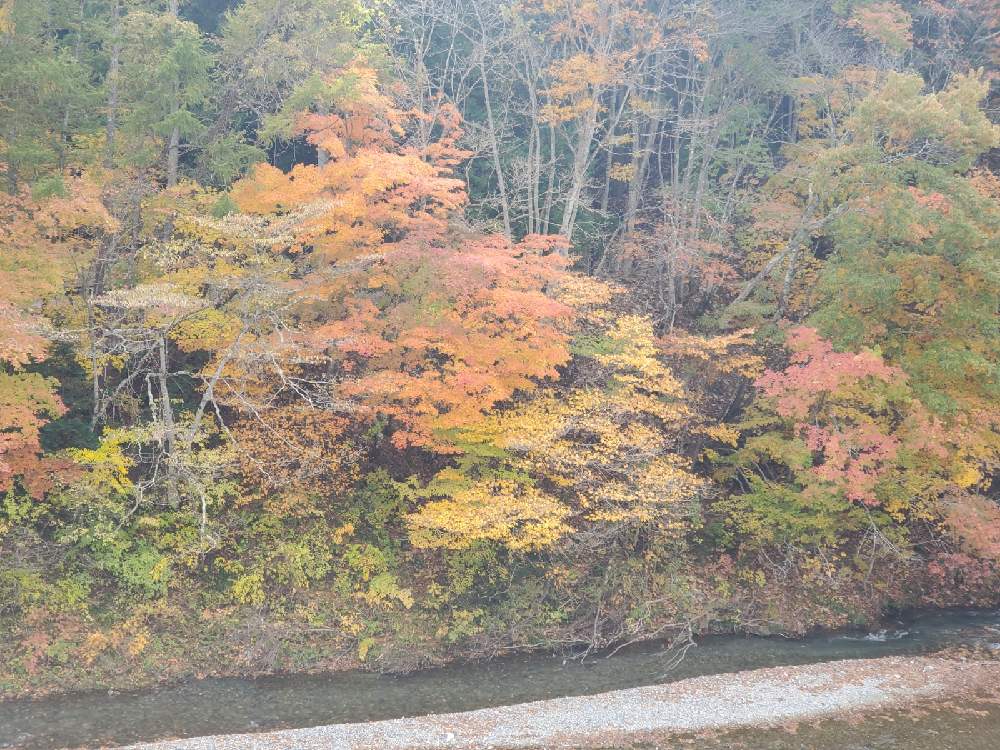 やっちーさんの投稿画像 月11月2日 Greensnap グリーンスナップ