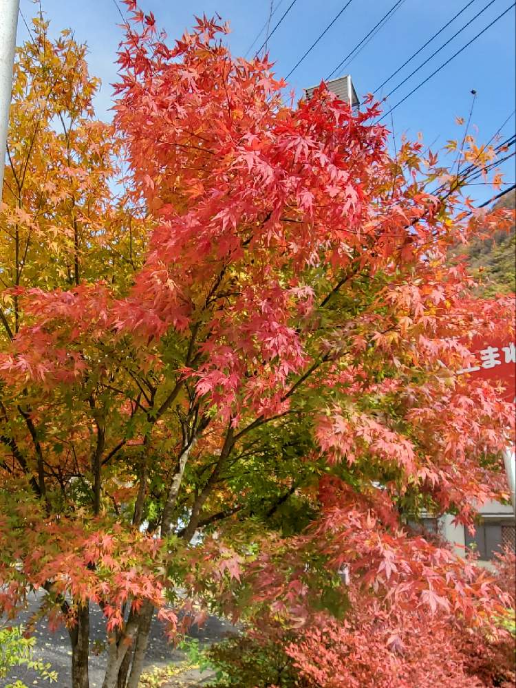 やっちーさんの投稿画像 月11月2日 Greensnap グリーンスナップ