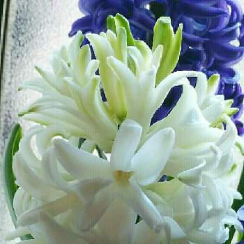 素敵な花言葉の画像 by ゆめ☆さん | 部屋とヒヤシンスと今日のお花♡と優しい色合い♡と楽しい1日になりますように❤️❤️と素敵な花言葉と可愛いと良い１日お過ごし下さいね♪と花のある暮らし