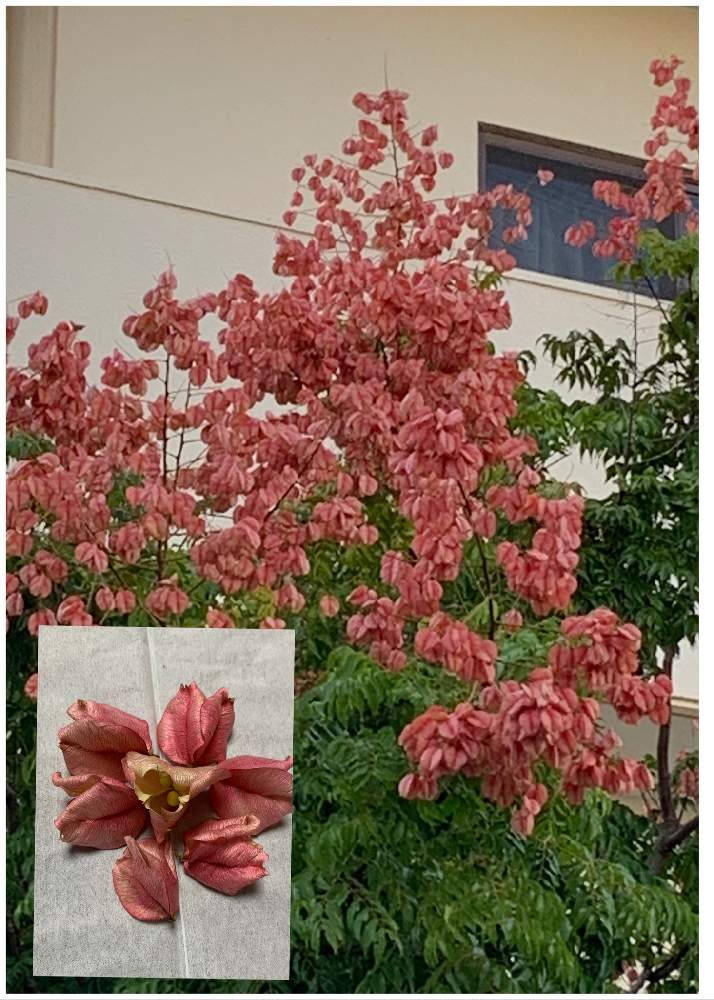 タイワンモクゲンジの実の投稿画像 By ピーモモさん 街路樹と花のある暮らしとお出かけ先と街路樹と花のある暮らし 月11月2日 Greensnap グリーンスナップ Greensnap グリーンスナップ