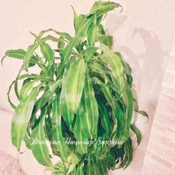 coolの画像 by アィリィさん | 玄関と観葉植物とドラセナ属とcool