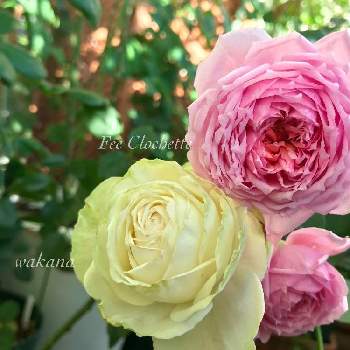 バラわかなの画像 by nyacoさん | 私のローズガーデンinベランダ♬とプティ・カドゥと薔薇愛同盟とバラわかなと庭の花とフェクロシェットと薔薇に魅せられてとバラのある暮らしとベランダガーデンとバラと夢CLUBとデルバールとバラが好きとGSでバラ園とロサオリエンティスと薔薇♪とばら 薔薇 バラとバラ・ミニバラとロザリアンとベランダでバラを♬とバラを楽しむ