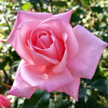 薔薇のアルバムの画像 by ヤマボウシさん | 広い庭とプリンセス アイコと花のある暮らしと地植え⤴と薔薇のアルバム
