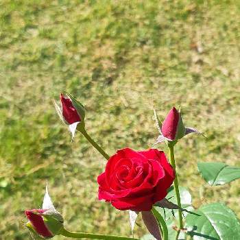 ハイポネックス殺虫剤入りの投稿画像一覧 Greensnap グリーンスナップ