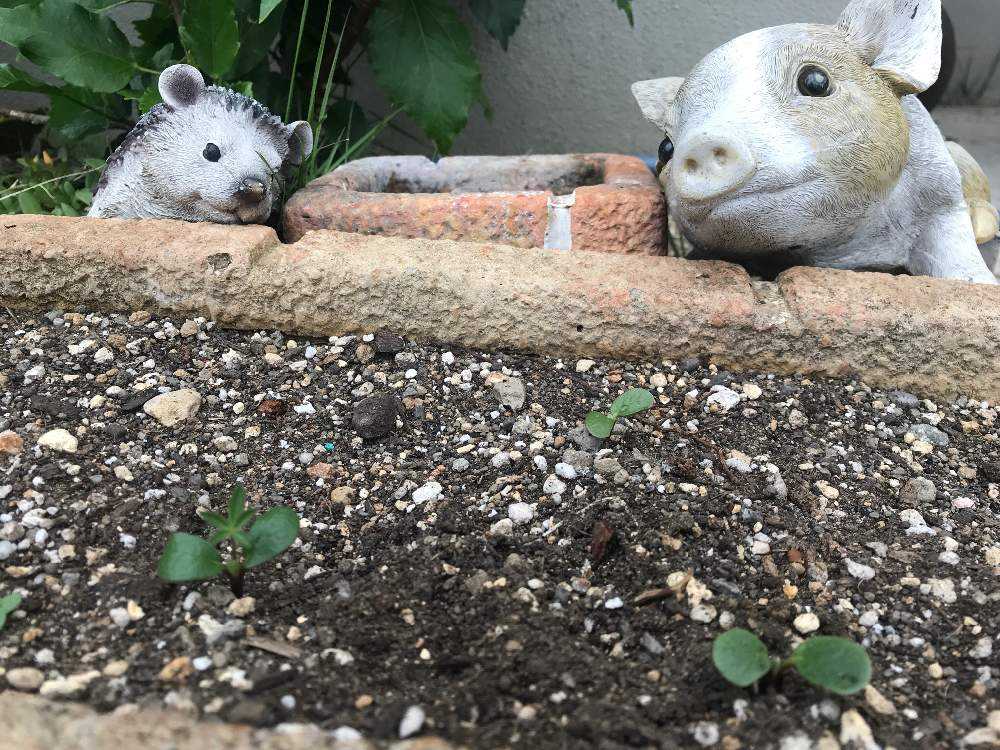 ルピナス直播記録 Greensnap グリーンスナップ