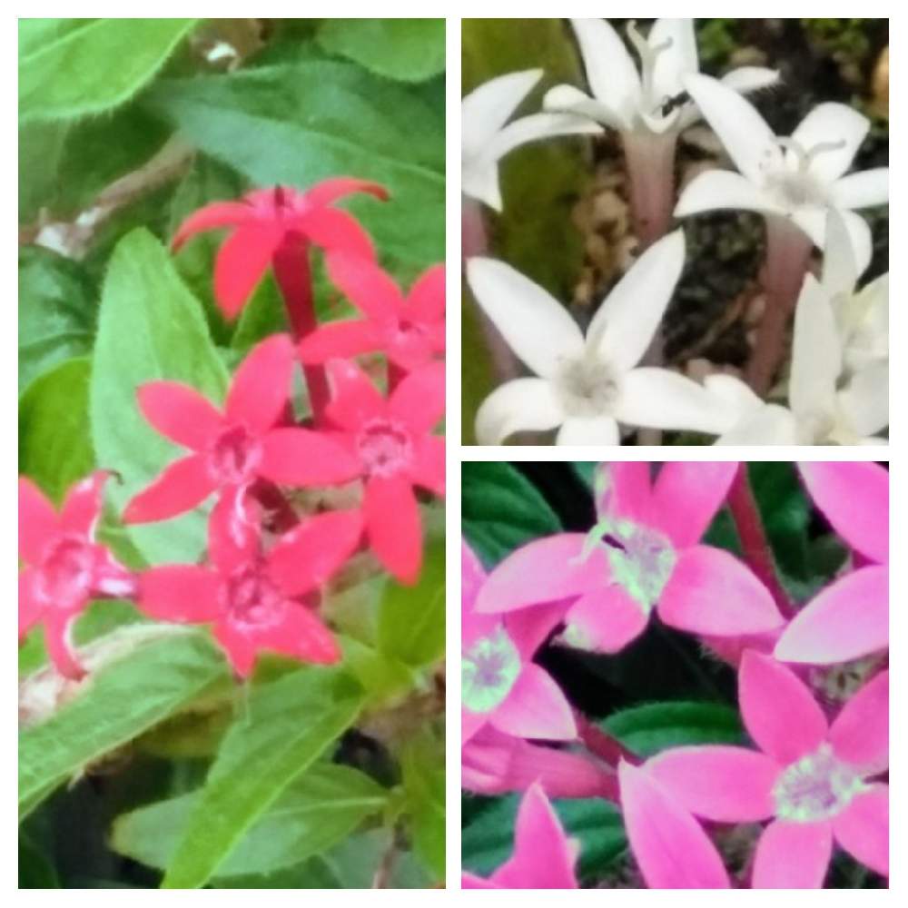 ペンタスの投稿画像 By 今日子さん 広い庭とクササンタンカ属とアフリカ原産とおうち園芸とアカネ科と花のある暮らしとチーム愛知と常緑性低木と地植えとクサ サンタンカ属とアフリカ原産とおうち園芸とアカネ科と花のある暮らしとチーム愛知と常緑性低木と地植え 月