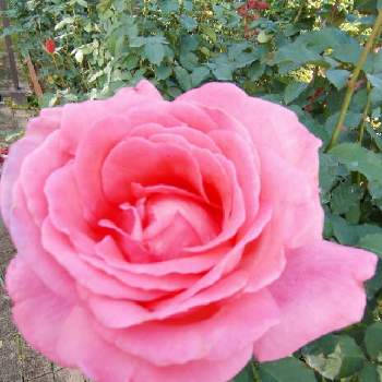 薔薇のアルバムの画像 by ヤマボウシさん | 広い庭と芳純(ホウジュン)と植物日誌と薔薇のアルバム