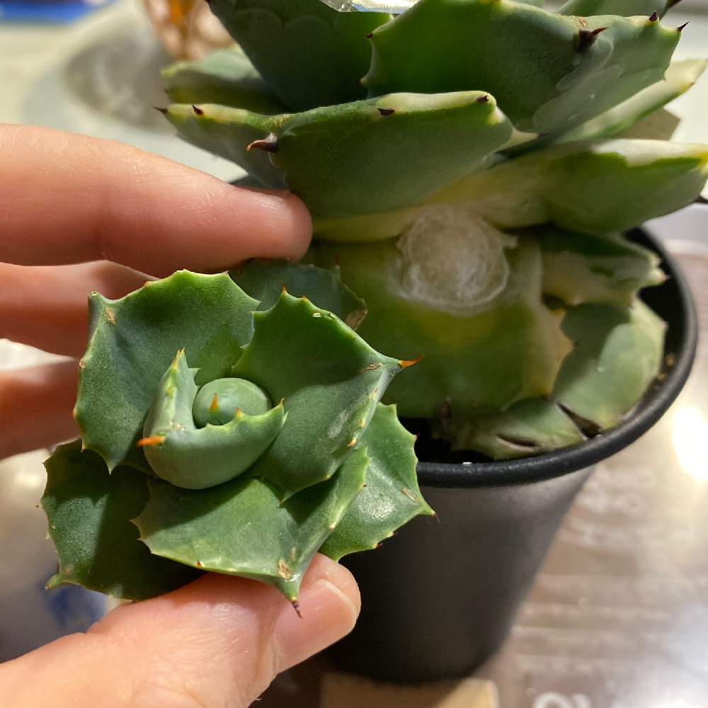 アガベの投稿画像 By グラウカさん 王妃雷神 白覆輪と多肉植物と観葉植物とカキコとおうち園芸と成長記録とアガベ属 月11月2日 Greensnap グリーンスナップ