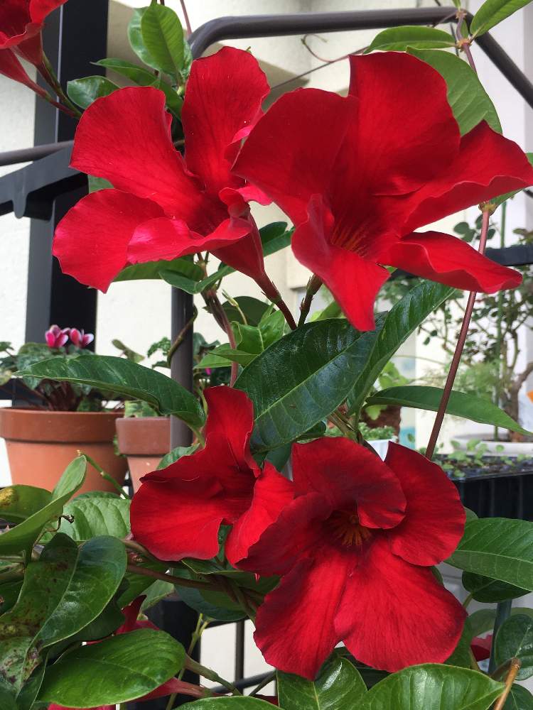 サンパラソル ジャイアントの投稿画像 By Annさん サンフラビトと赤い花 と花が好き とサントリー フラワーズとおうち園芸とサンパラソル とお花が可愛い 月11月2日 Greensnap グリーンスナップ